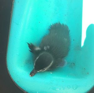 Meet your Posher, Frank